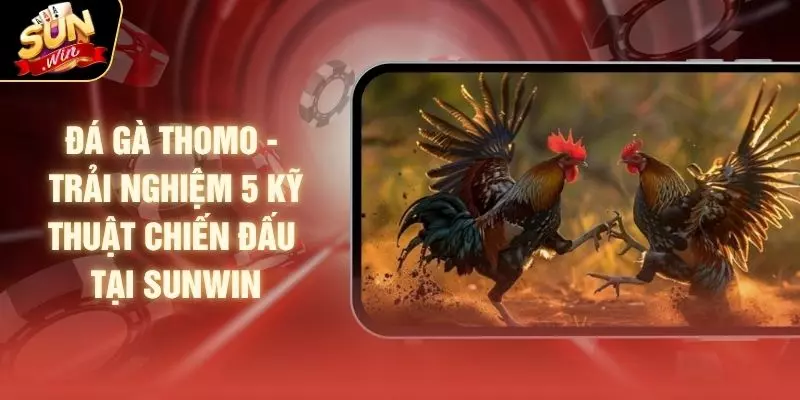 Đá Gà Thomo - Trải Nghiệm 5 Kỹ Thuật Chiến Đấu Tại SUNWIN 1 Đá Gà Thomo - Trải Nghiệm 5 Kỹ Thuật Chiến Đấu Tại SUNWIN