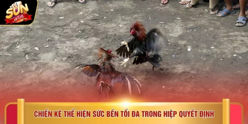 Đá Gà Cựa Sắt - 5 Chiến Thuật Hay Tại Địa Chỉ SUNWIN 4 Chiến kê thể hiện sức bền tối đa trong hiệp quyết định