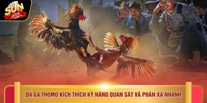 Đá Gà Thomo - Trải Nghiệm 5 Kỹ Thuật Chiến Đấu Tại SUNWIN 2 Đá gà thomo kích thích kỹ năng quan sát và phản xạ nhanh