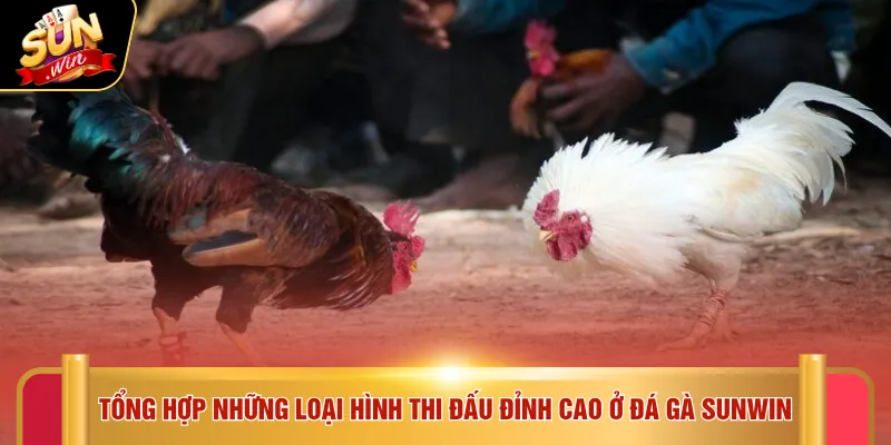 Đá gà Sunwin 2 Tổng hợp những loại hình thi đấu đỉnh cao ở đá gà SUNWIN