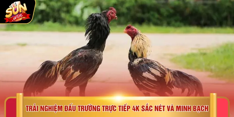 Đá gà Sunwin 1 Trải nghiệm đấu trường trực tiếp 4K sắc nét và minh bạch