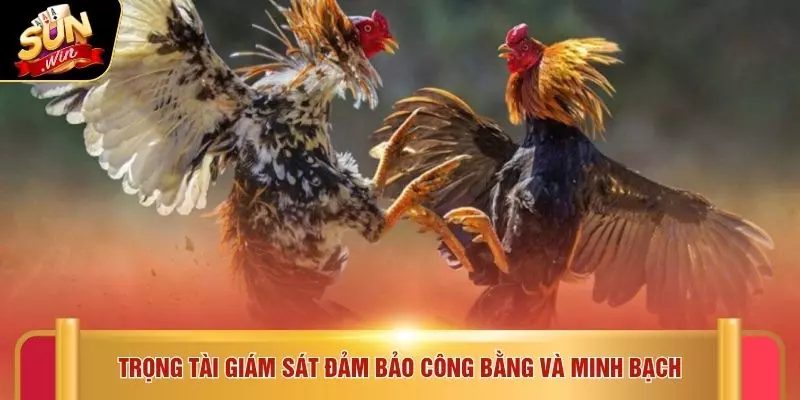 Đá Gà Thomo - Trải Nghiệm 5 Kỹ Thuật Chiến Đấu Tại SUNWIN 3 Trọng tài giám sát đảm bảo công bằng và minh bạch